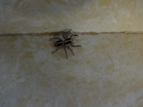 Pantropical Jumping Spider