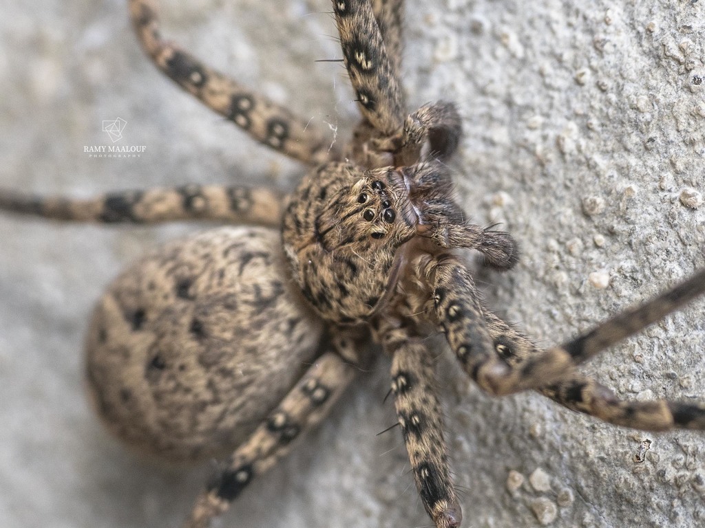 Heteropoda variegata  iNaturalist