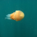 Rhizostoma octopus - Photo (c) pitrusque, all rights reserved