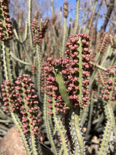 Euphorbia waterbergensis