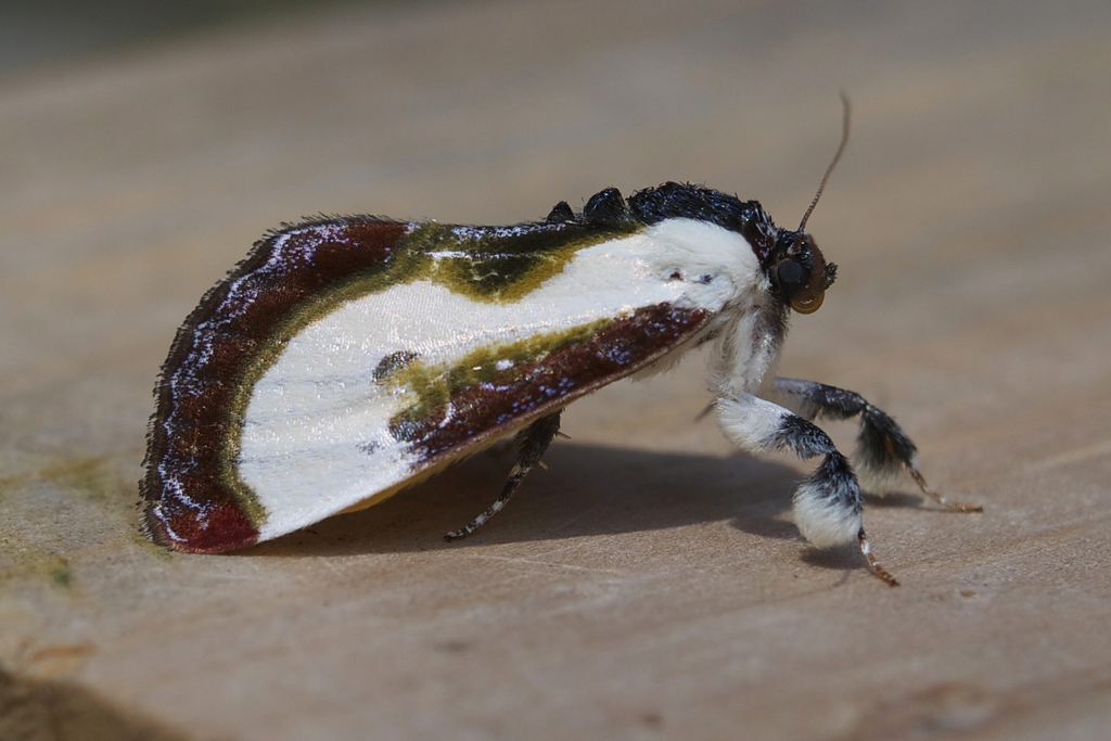 Beautiful Woodnymph (Moths of the Richmond, Chesterfield, Henrico, and