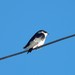 Golondrina Patagónica - Photo (c) Tiziano Luka Pesci Rubilar, todos los derechos reservados, subido por Tiziano Luka Pesci Rubilar