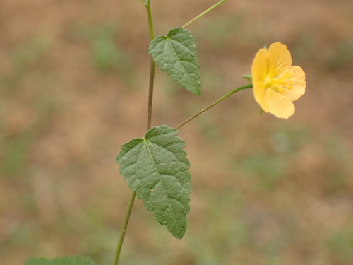 Sida repens