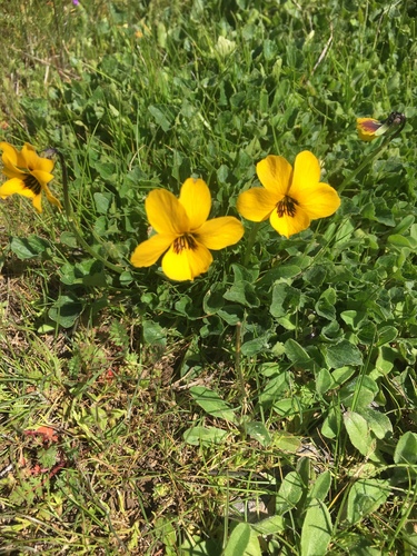 iNaturalist observation photo of California Golden Violet