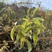 photo of American Black Elderberry (Sambucus canadensis)