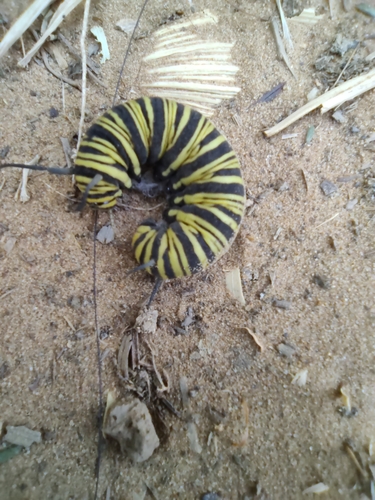 Southern Monarch
