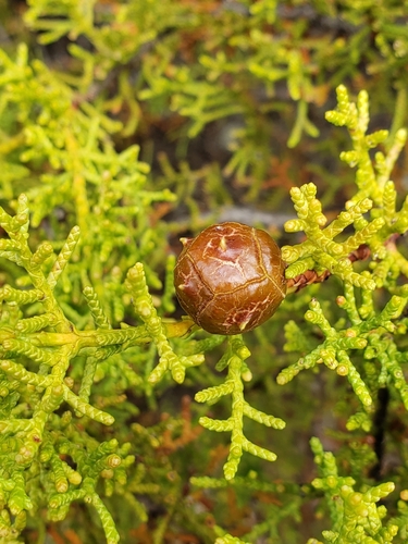 Gowen cypress