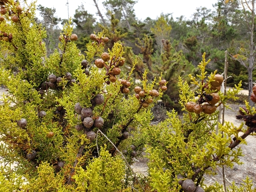 Gowen cypress