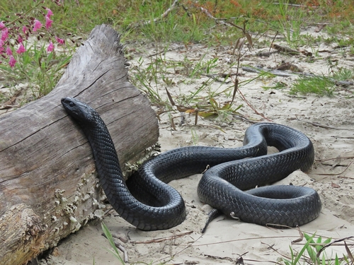 Eastern Indigo Snake