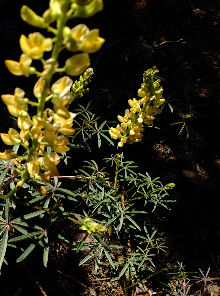 Narrow-leaved lupin