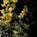 Lupinus angustiflorus - Photo (c) faerthen, todos los derechos reservados, subido por faerthen