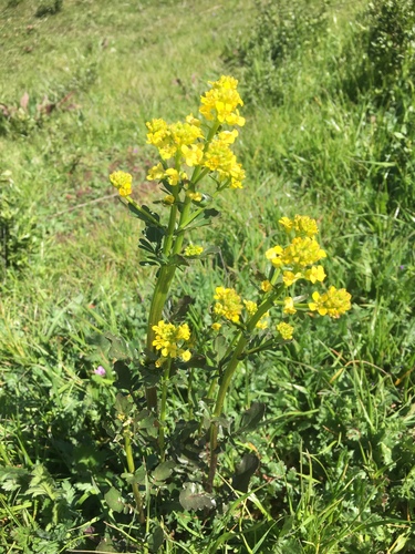 iNaturalist observation photo of wintercresses
