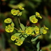 Euphorbia terracina - Photo (c) Jay Keller, todos os direitos reservados, uploaded by Jay L. Keller