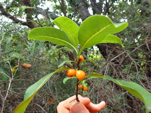 'olena (Coprosma waimeae)