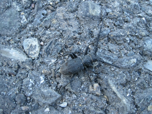 Subspecies Morimus verecundus · iNaturalist