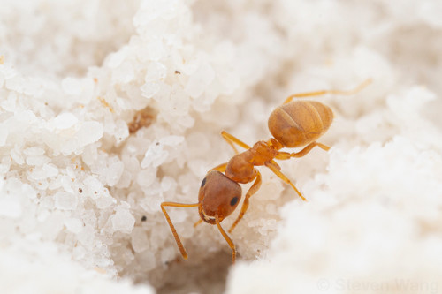 白沙毛蚁Lasius xerophilus