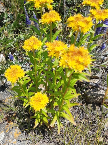 Aizoon Stonecrop