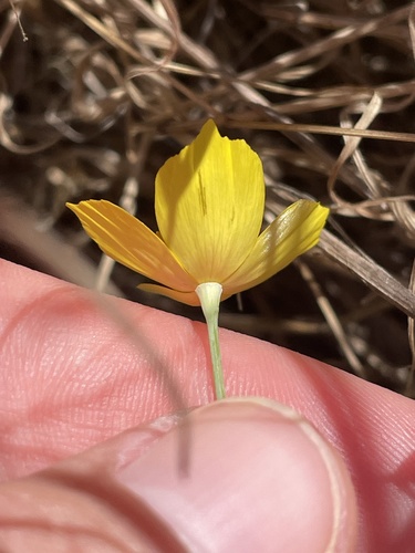 Tufted Poppy