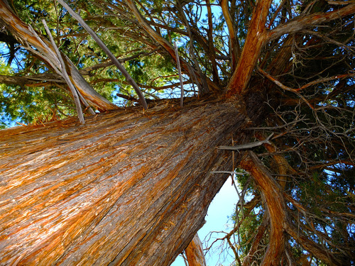 Sierra juniper