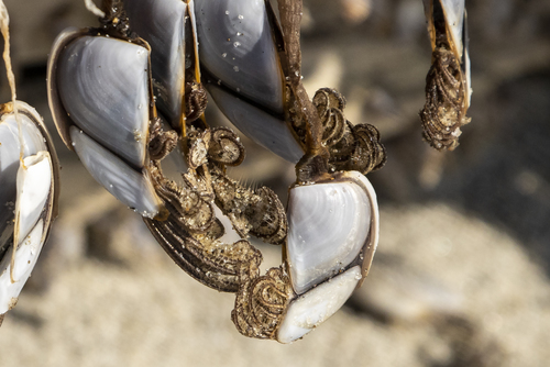 photo of Pelagic Gooseneck Barnacle (Lepas anatifera)