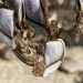 photo of Pelagic Gooseneck Barnacle (Lepas anatifera)