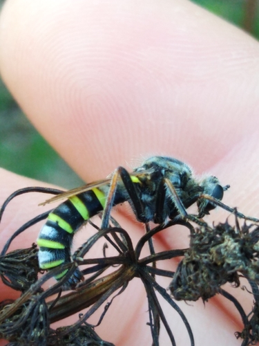 Ancylorhynchus longicornis