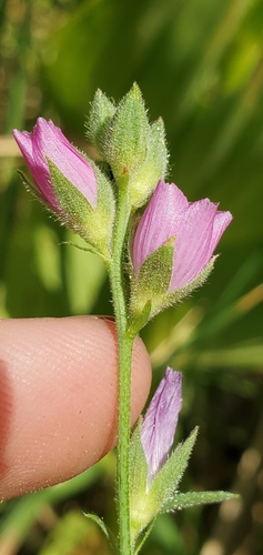 Sidalcea malviflora ssp. dolosa