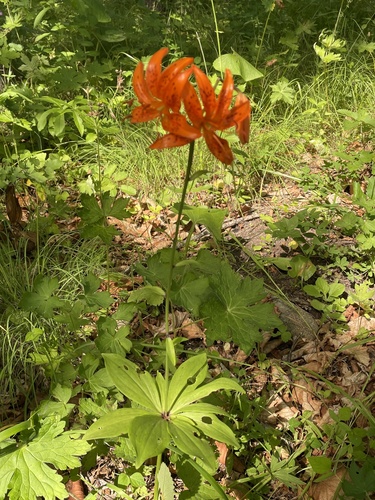 Manchurian turk’s-cap lily