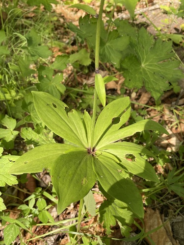 Manchurian turk’s-cap lily