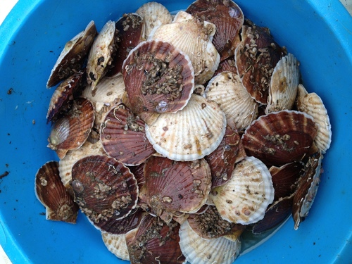 Ezo Giant Scallop