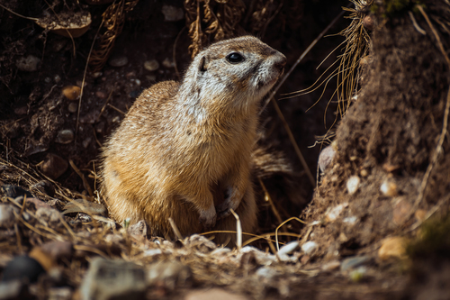 Long-tailed Ground Squirrel