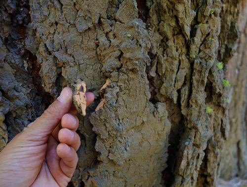 white fir