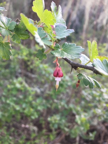 iNaturalist observation photo of hillside gooseberry