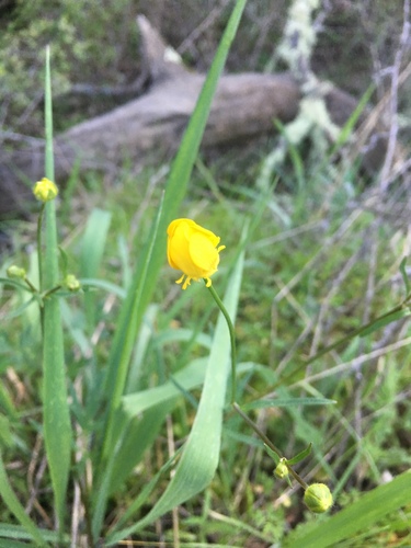 iNaturalist observation photo of California buttercup