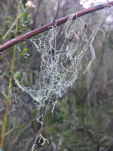 iNaturalist observation photo of lace lichen