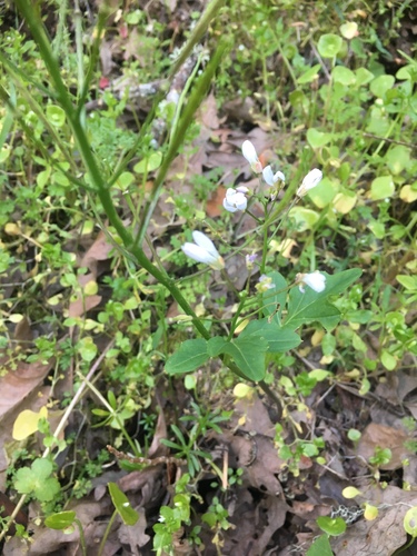 iNaturalist observation photo of milkmaids