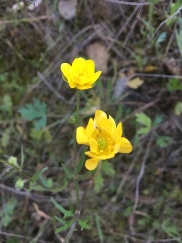 iNaturalist observation photo of California buttercup