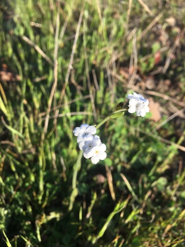 iNaturalist observation photo of Rusty Popcornflower