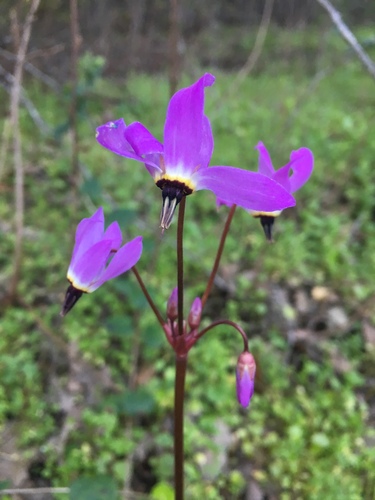 iNaturalist observation photo of Henderson's shooting star