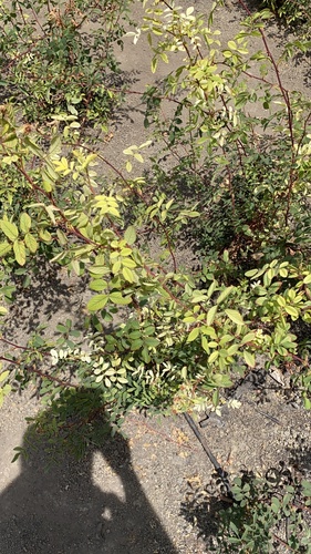 photo of Vascular Plants (Tracheophyta)