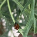 photo of Convergent Lady Beetle (Hippodamia convergens)