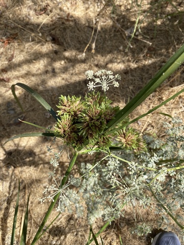 photo of Flatsedges (Cyperus)