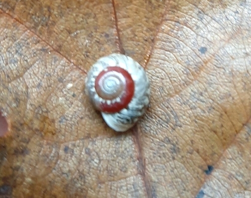 Leptaxis minor