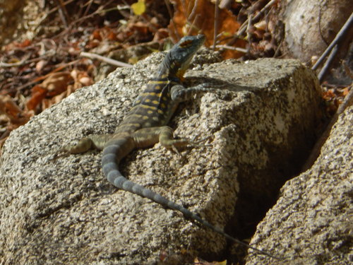 Baja California Rock Lizard