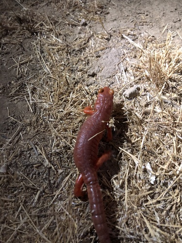 iNaturalist observation photo of Ensatina