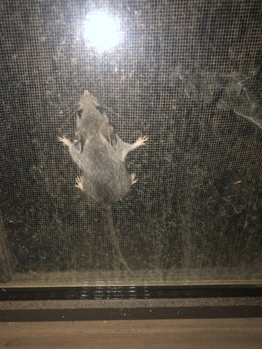 iNaturalist observation photo of Western Deer Mouse