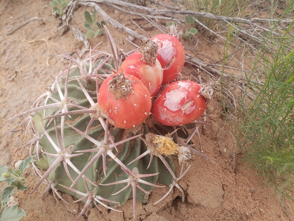 Horse Crippler Cactus from Jal, NM 88252, USA on July 23, 2021 at 0132