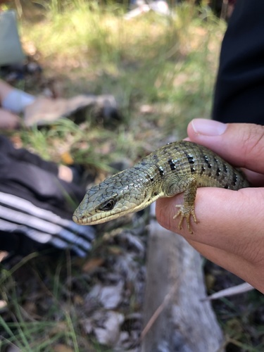iNaturalist observation photo of Northern Alligator Lizard