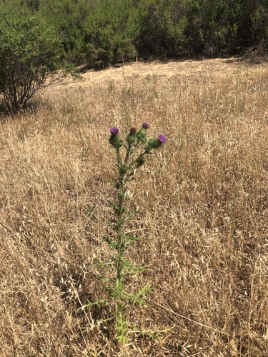 iNaturalist observation photo of Bull Thistle