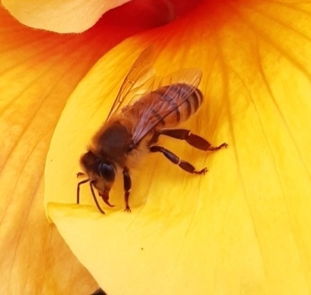 photo of Western Honey Bee (Apis mellifera)